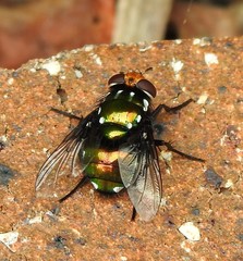 Amenia chrysame