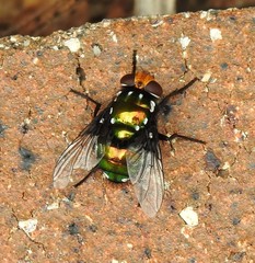 Amenia chrysame