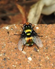 Amenia chrysame
