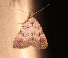Alapadna pauropis