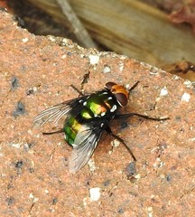 Amenia chrysame