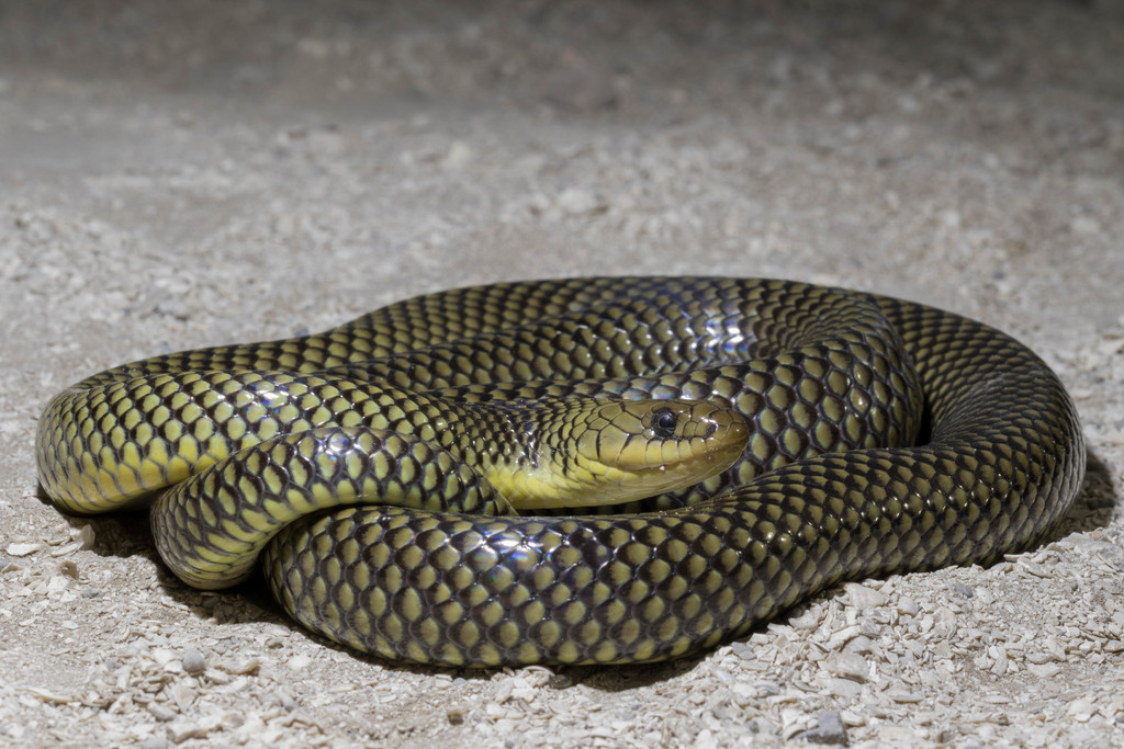 Golden Liophis