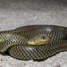 Golden Liophis - Photo (c) Alfredo Sabaliauskas, some rights reserved (CC BY-NC), uploaded by Alfredo Sabaliauskas