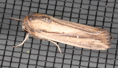 Leucania stenographa