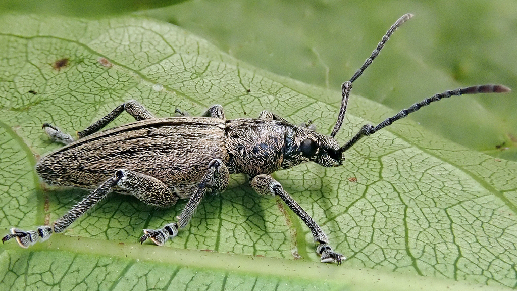 Rhyncogonus