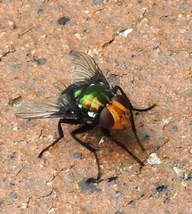 Amenia chrysame