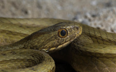 Dryophylax hypoconia