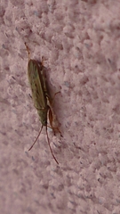 Paromius gracilis