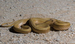 Dryophylax hypoconia