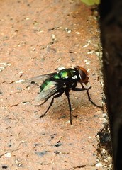 Amenia chrysame