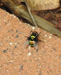 Amenia chrysame