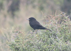 Knipolegus hudsoni