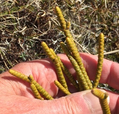 Veronica hectorii demissa