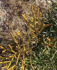 Veronica hectorii demissa