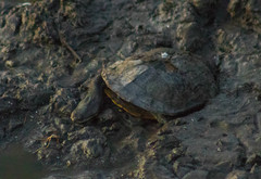 Hydromedusa tectifera