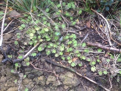 Leptinella squalida squalida