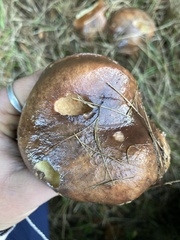 Suillus quiescens