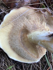 Suillus quiescens
