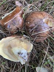 Suillus quiescens