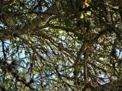 Neotoma fuscipes annectens