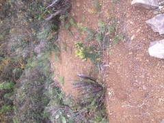 Metrosideros excelsa