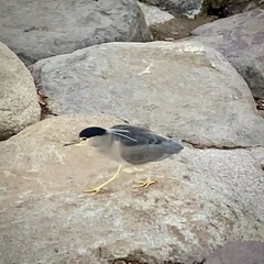 Nycticorax nycticorax