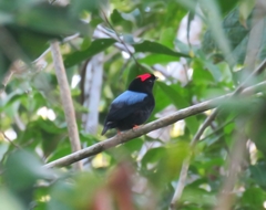Chiroxiphia pareola