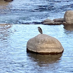 Nycticorax nycticorax