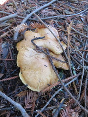 Suillus pseudobrevipes