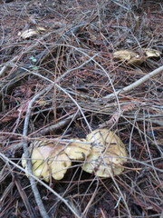 Suillus pseudobrevipes