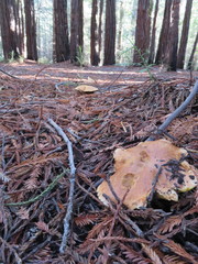Suillus pseudobrevipes