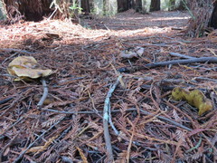 Suillus pseudobrevipes