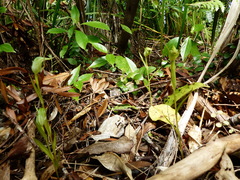 Pterostylis agathicola