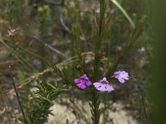 Hemigenia purpurea