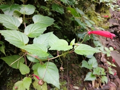 Centropogon cordifolius