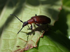 Honey Brown Beetle