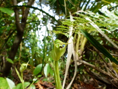 Pterostylis agathicola