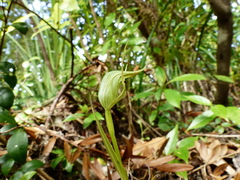 Pterostylis agathicola
