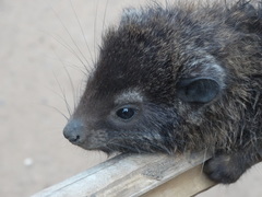 Dendrohyrax interfluvialis