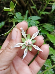 Nasa triphylla rudis