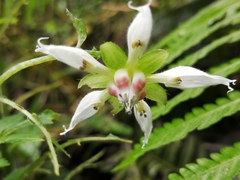 Nasa triphylla rudis