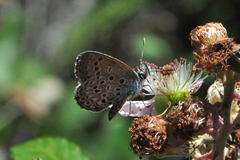 Plebejus bellieri