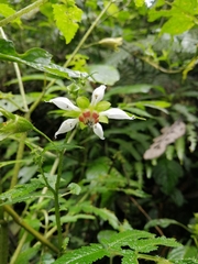 Nasa triphylla rudis