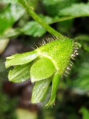 Nasa triphylla rudis