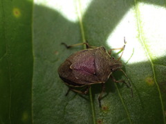 Oncocoris similis