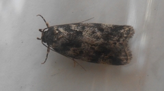 Barea confusella