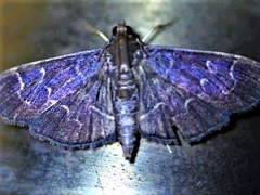 Pilocrocis ramentalis
