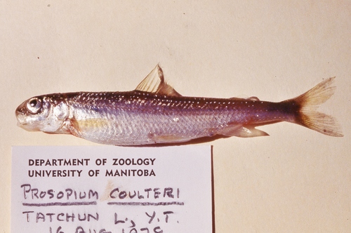 Brownback whitefish (Prosopium coulterii) — Salmonidae — 2