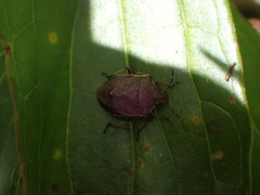 Oncocoris similis
