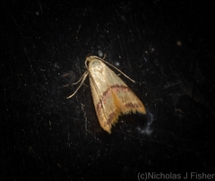 Hapaloteucha paragramma
